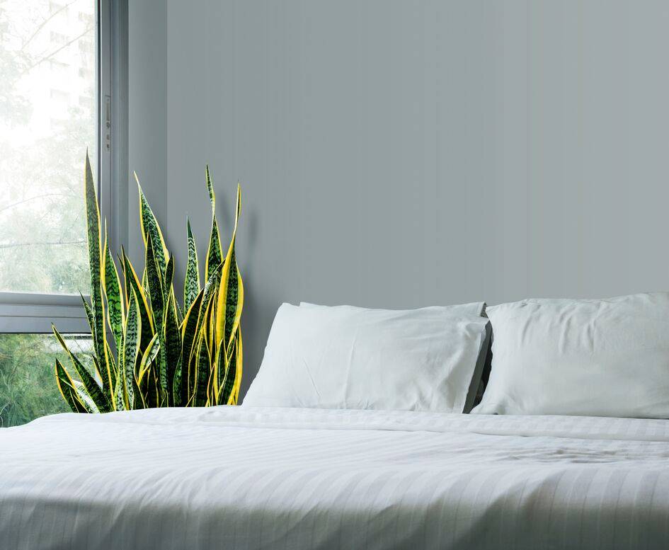 Plantas para mejorar la calidad del aire en casa